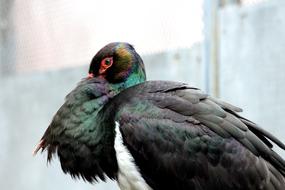 Stork Black Bird Feathered