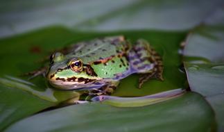 Frog Green