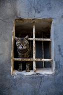 Cat Animal Window