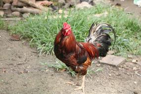 Rooster Chicken Animal