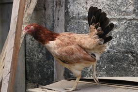 Chicken Hen Animal