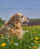 Favorite Animal Dog Garden