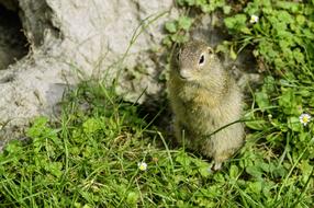 Animal Ground Squirrel Close Up
