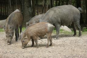 Boar Wildlife Pigs