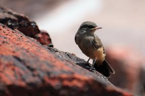 Empidonax Old World Flycatcher