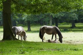 Horse Animal Nature