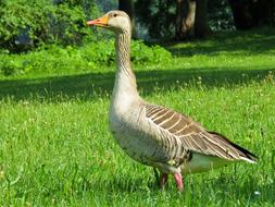 Animal Goose Poultry