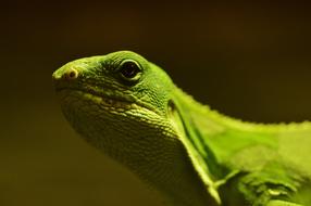 Lizard Reptile