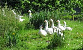 Rural Geese Farm Wales