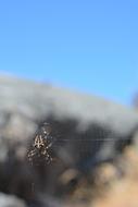 Spider Web Insect blue photo