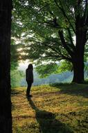 Shadow Girl Tree