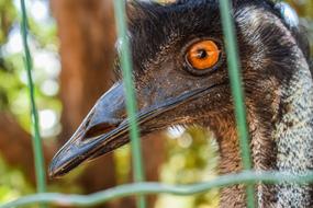 Emu Head Eye