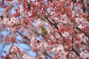 Cherry Blossom Bird
