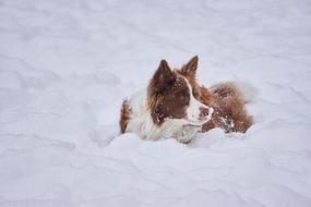 Border Collie Winter British