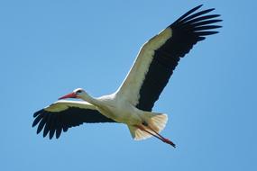 Stork Flying on blue Sky