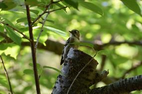 Animal Forest Wood