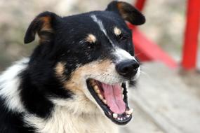 Dog Pet with open mouth Portrait