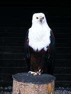 Adler Screaming Eagles Bird macro