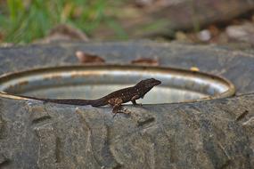 Lizard Reptile Animal