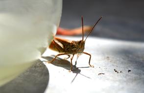 Cricket Grasshopper Insect