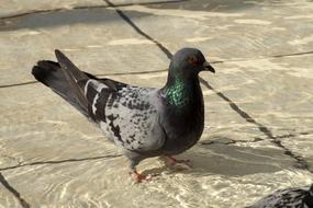 Dove Water Bird