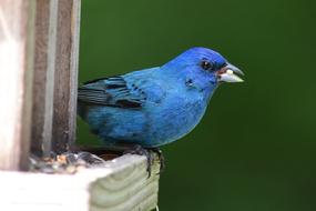 Blue Indigo Bunting Bird