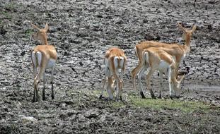 Blackbuck Antilope Cervicapra