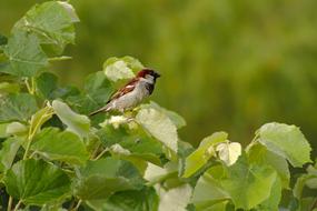 Sparrow Bird Animal