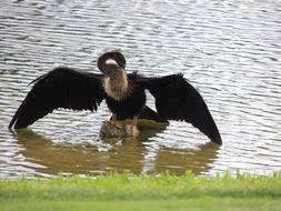 a bird in the river is fishing