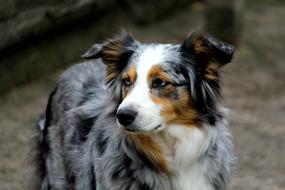 Dog Pet Animal