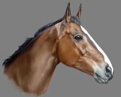horse animal pet racehorse