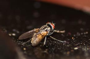 Insect Fly Macro Close