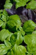 fragrant fresh basil leaves in the garden