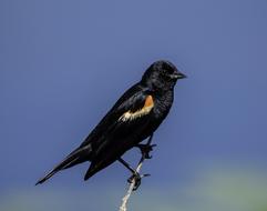 Blackbird Red-Winged