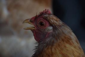 Chicken Hen Animal