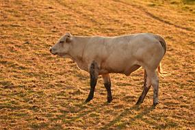 Bull Cattle Bovine