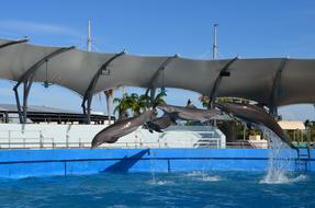 Miami Seaquarium Entertainment
