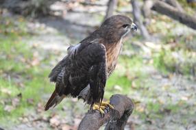 Eagle Bird Perch