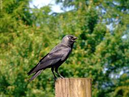 Crow Bird Black