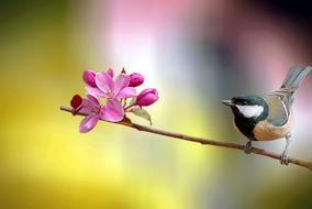 Bird and pink flower
