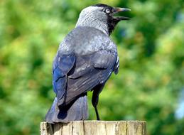 Crow Bird Black