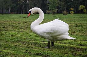 Mute Swan Young Gray