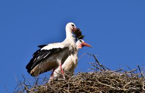 Stork Nest Bird