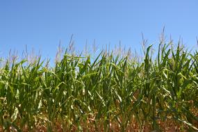 corn farm field green