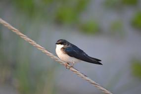 Swallow Bird