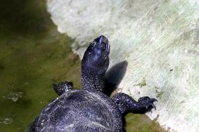 Tortoise Bog Turtle