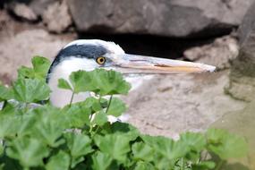 Heron Bird Gray Feathered