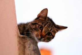 Cat Tomcat Animal