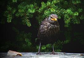 Blackbird Wren Wildlife