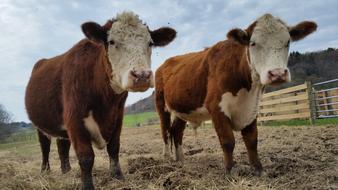 Cow Cows Farm